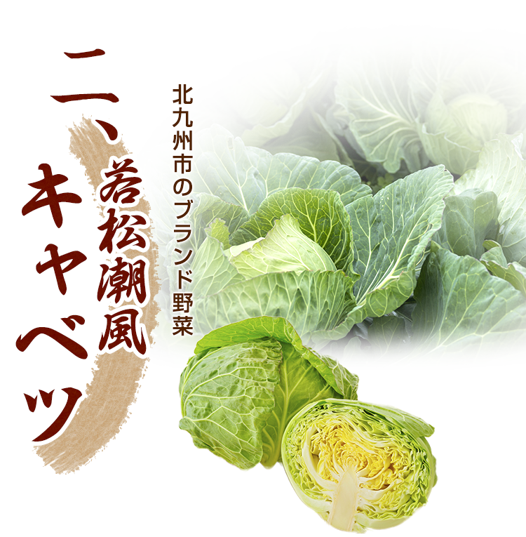 若松潮風キャベツ
